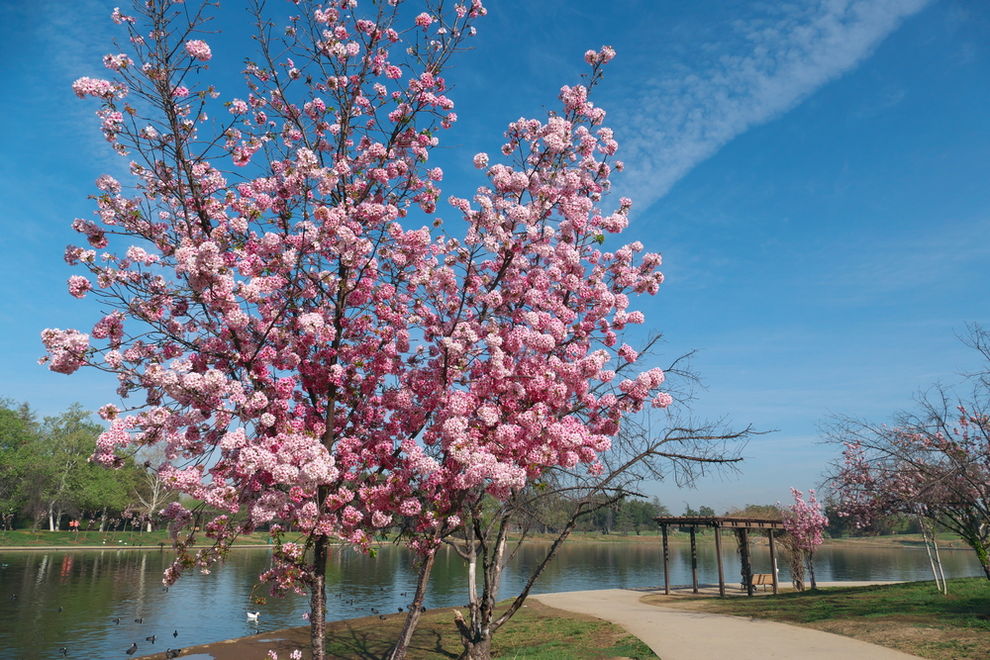 Cherry Tree at Lake Balboa CA